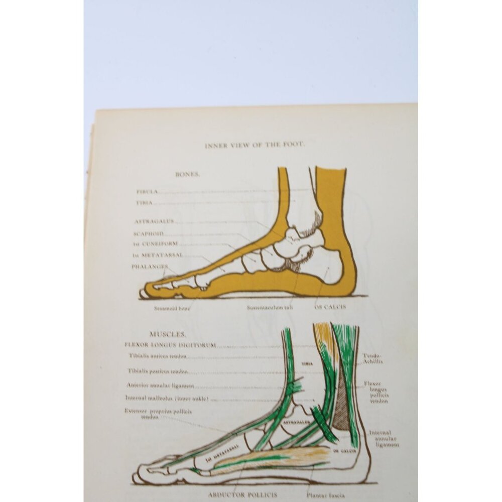 1946 Anatomical Diagram Art Students Arm Muscles Foot Vintage 94084